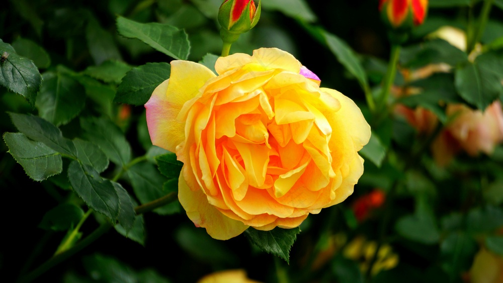 郁金香花朵的晨露滋润
