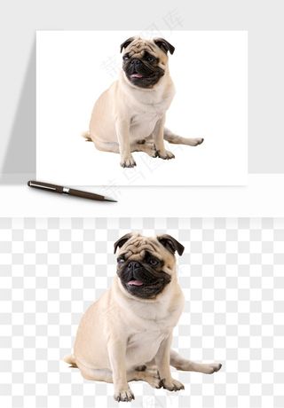 猫咪喵星人狗狗宠物元素png免抠