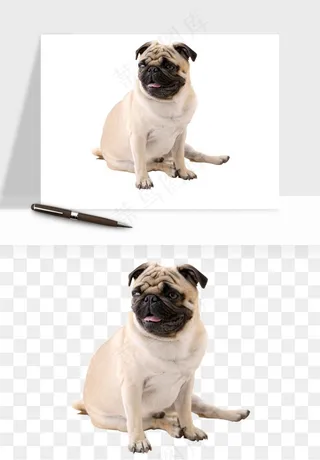 猫咪喵星人狗狗宠物元素png免抠