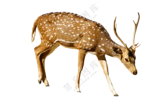 在低着头觅食的梅花鹿免抠图片素材
