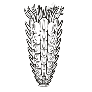 苔藓虫-古海洋生物/线稿/卡通