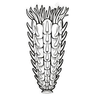 苔藓虫-古海洋生物/线稿/卡通