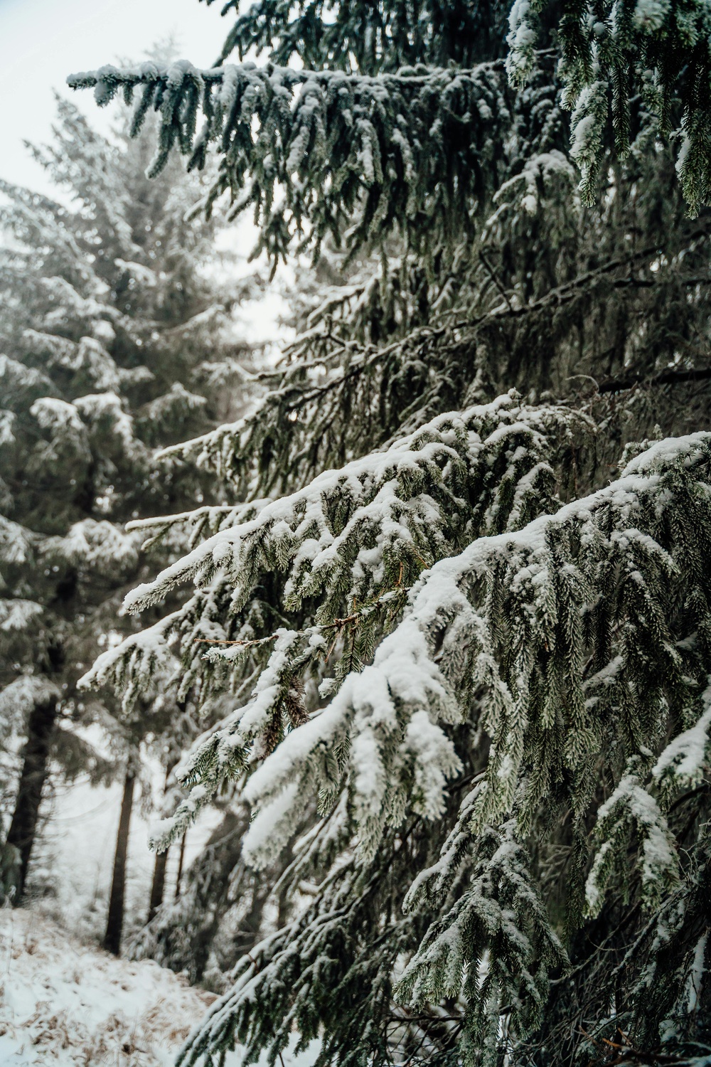 冬日森林的宁静雪景