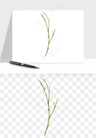 清新手绘植物png免抠