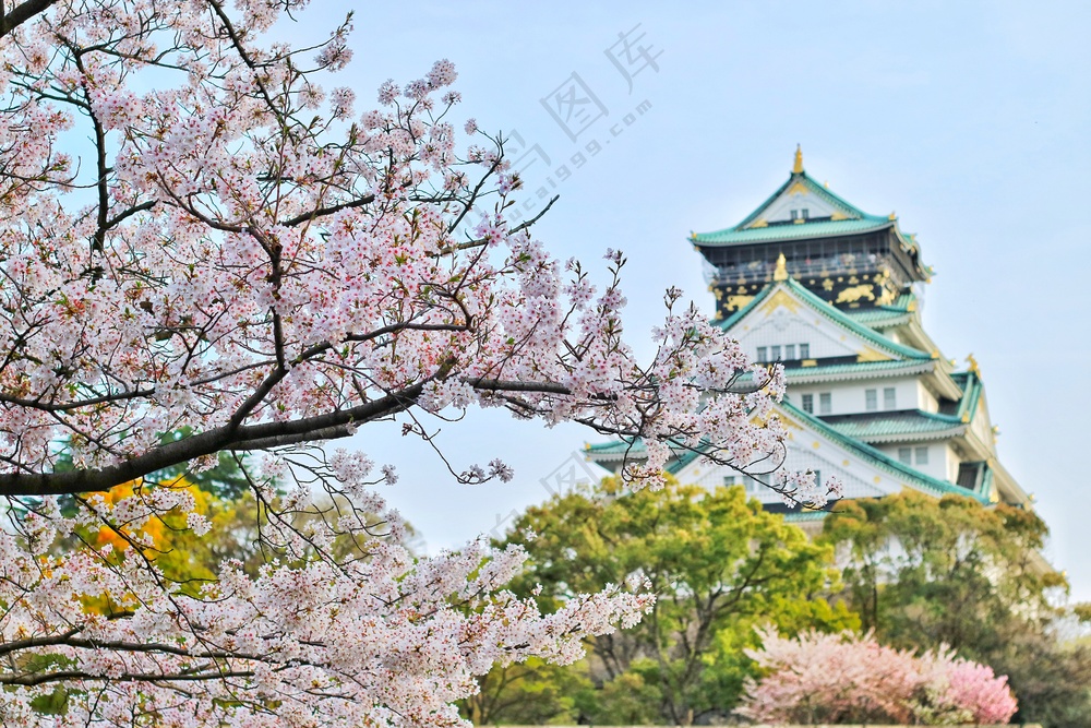 日本樱花风景