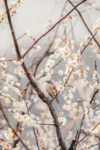 春天梅花树枝上的小鸟春意立春惊蛰春分摄影图