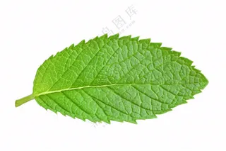 薄荷绿叶免抠