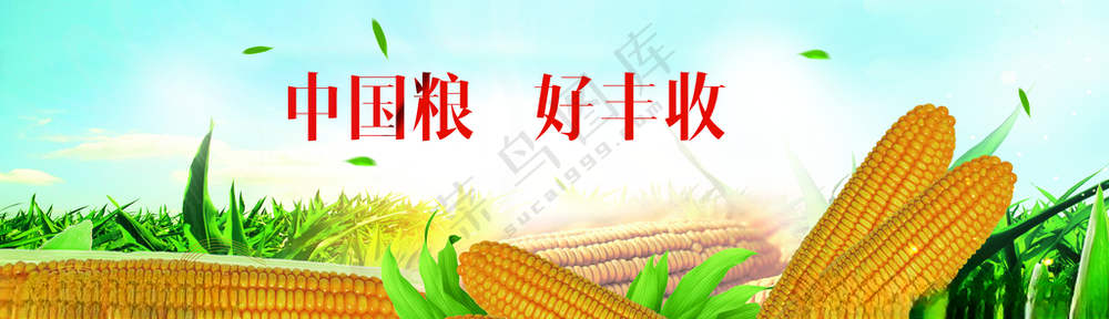 农业玉米大赛背景玉米设计
