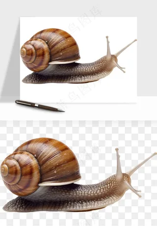 蜗牛动物png免抠