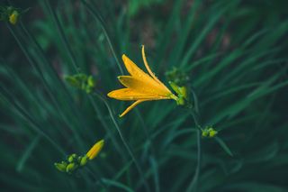 静谧黄花绿叶图·清新自然装饰画