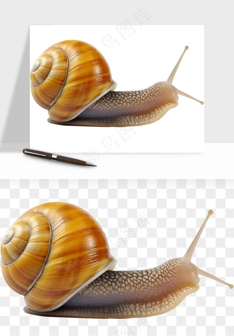 蜗牛动物png免抠
