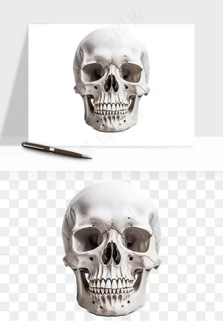人体骨头png免抠