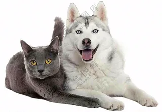 猫狗朋友萌宠宠物动物免抠