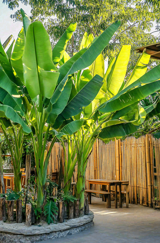 庭院里的芭蕉树热带植物摄影图