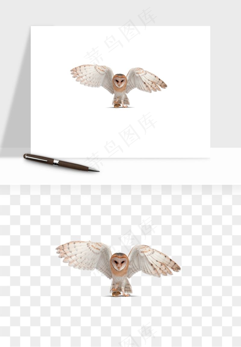 猫头鹰鸟类png免抠