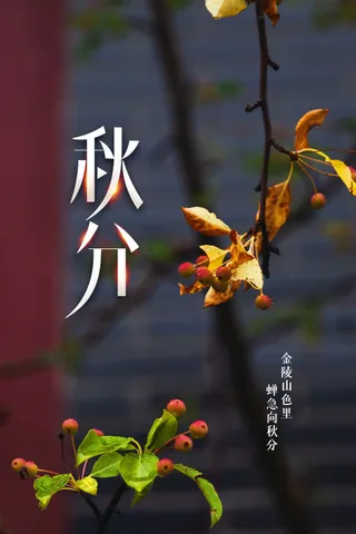 秋分节气传统活动海报