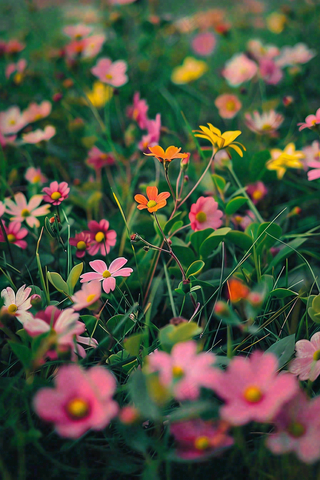 春天草坪的小花小草摄影图