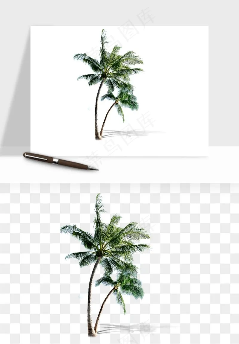 棕榈树椰树png免抠