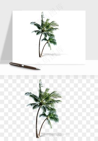 棕榈树椰树png免抠