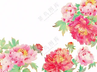 国花牡丹鲜艳花朵植物插画免抠