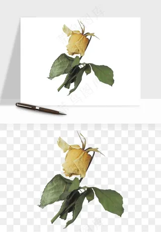 复古鲜花玫瑰png免抠