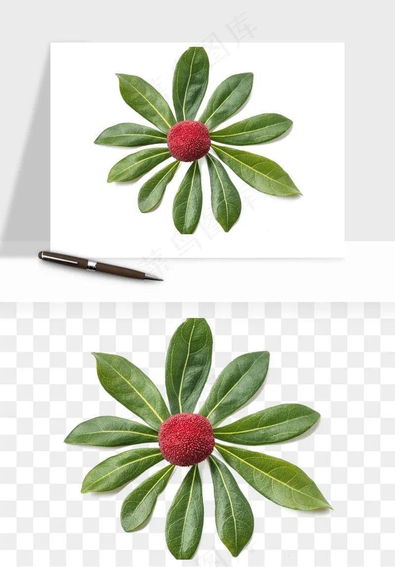 杨梅采摘水果png免抠