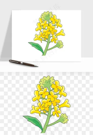 油菜花田png免抠