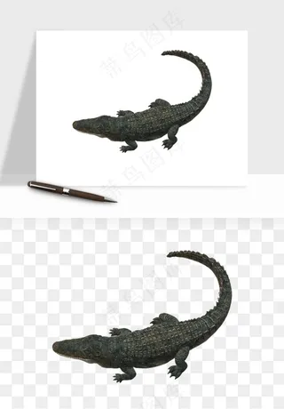 鳄鱼动物png免抠