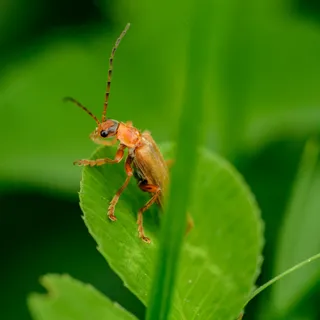 绿叶上的微小探险者