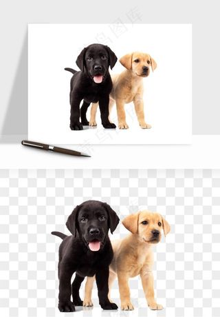 猫咪喵星人狗狗宠物元素png免抠