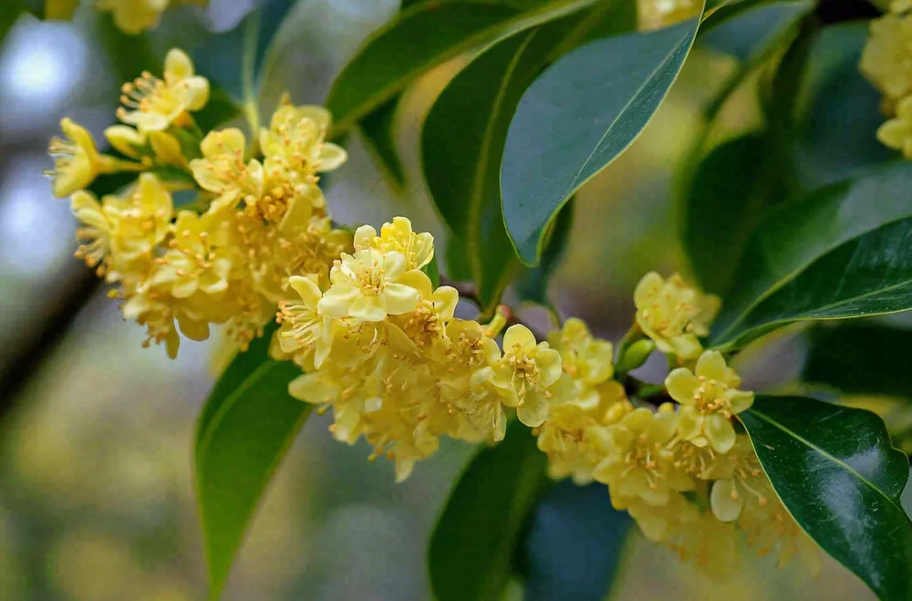 树枝上的小黄花植物摄影图 