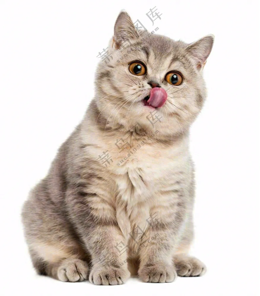 可爱小猫萌宠宠物动物免抠