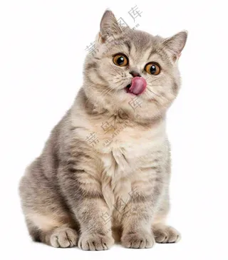 可爱小猫萌宠宠物动物免抠