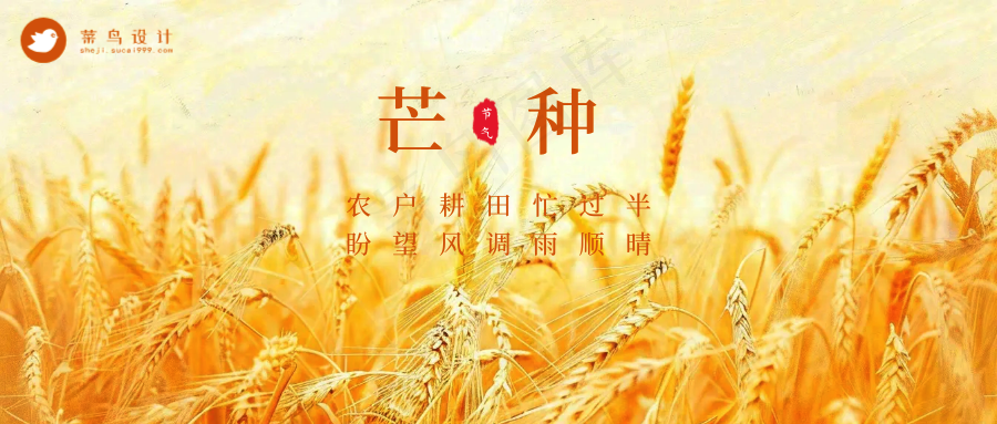 芒种公众号首图