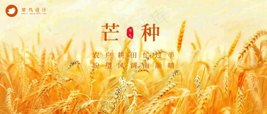 芒种公众号首图