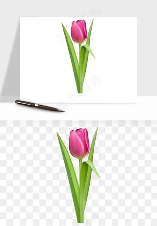 荷兰郁金香鲜花png免抠