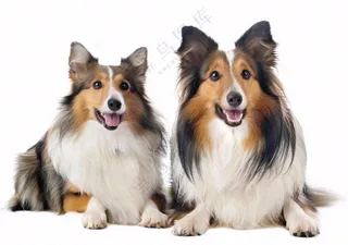 萌宠宠物猫狗动物免抠