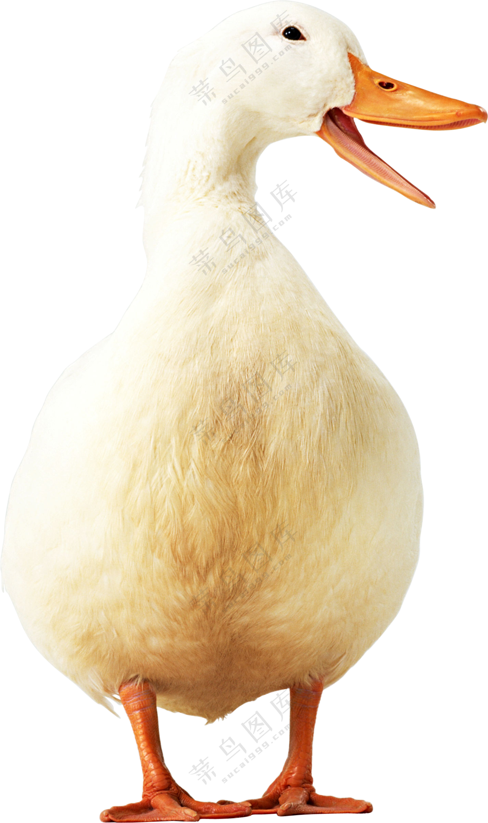 张嘴叫呱呱的白羽鸭子免抠图片素材