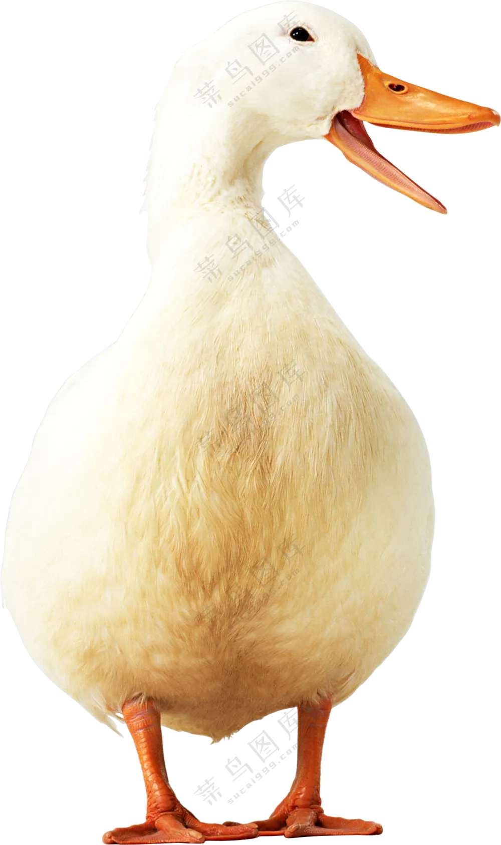 张嘴叫呱呱的白羽鸭子免抠图片素材