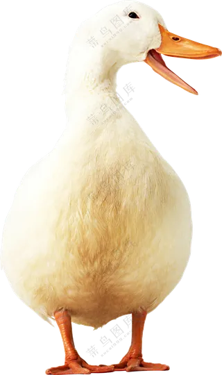 张嘴叫呱呱的白羽鸭子免抠图片素材