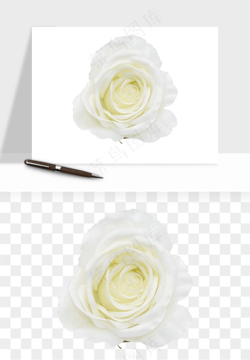 白玫瑰花枝花束png免抠