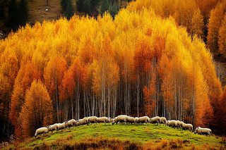 秋天风景黄色的树木森林羊群大自然风光摄影图
