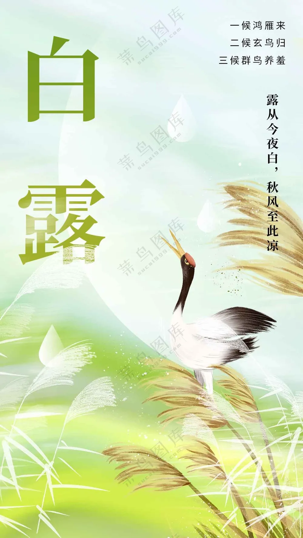 白露节气传统活动海报