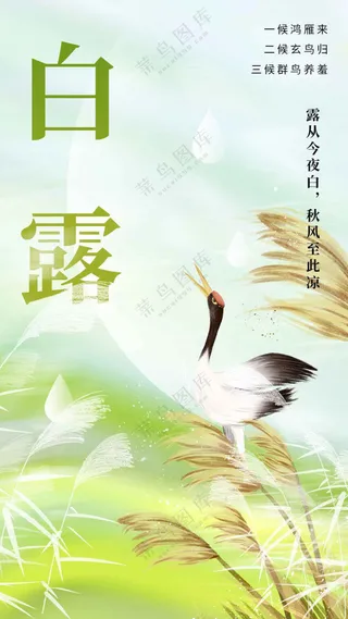 白露节气传统活动海报