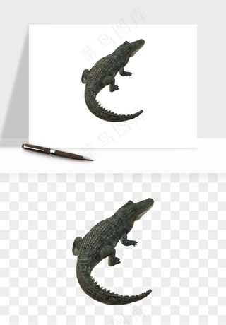 鳄鱼动物png免抠