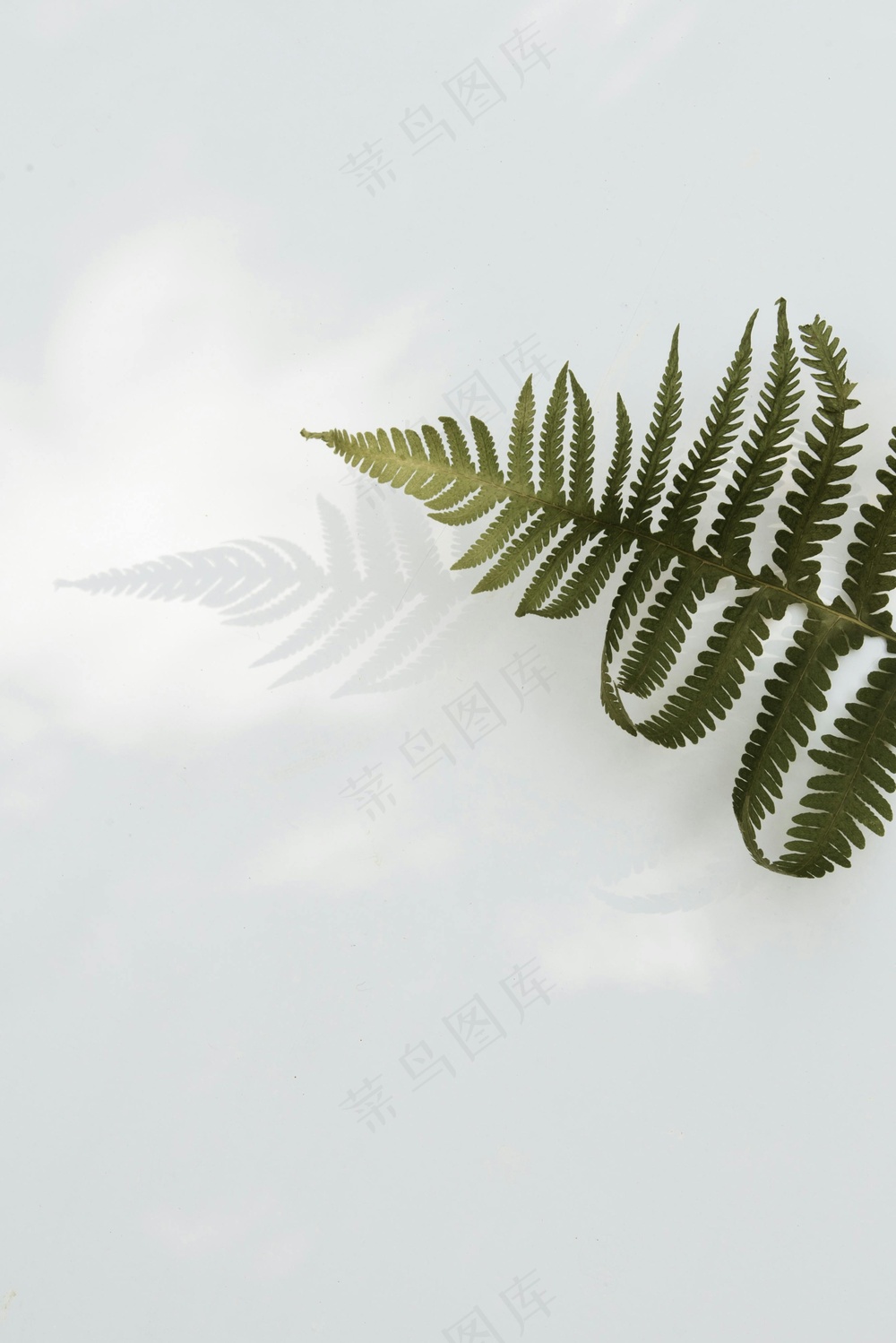 免费 绿蕨叶 素材图片