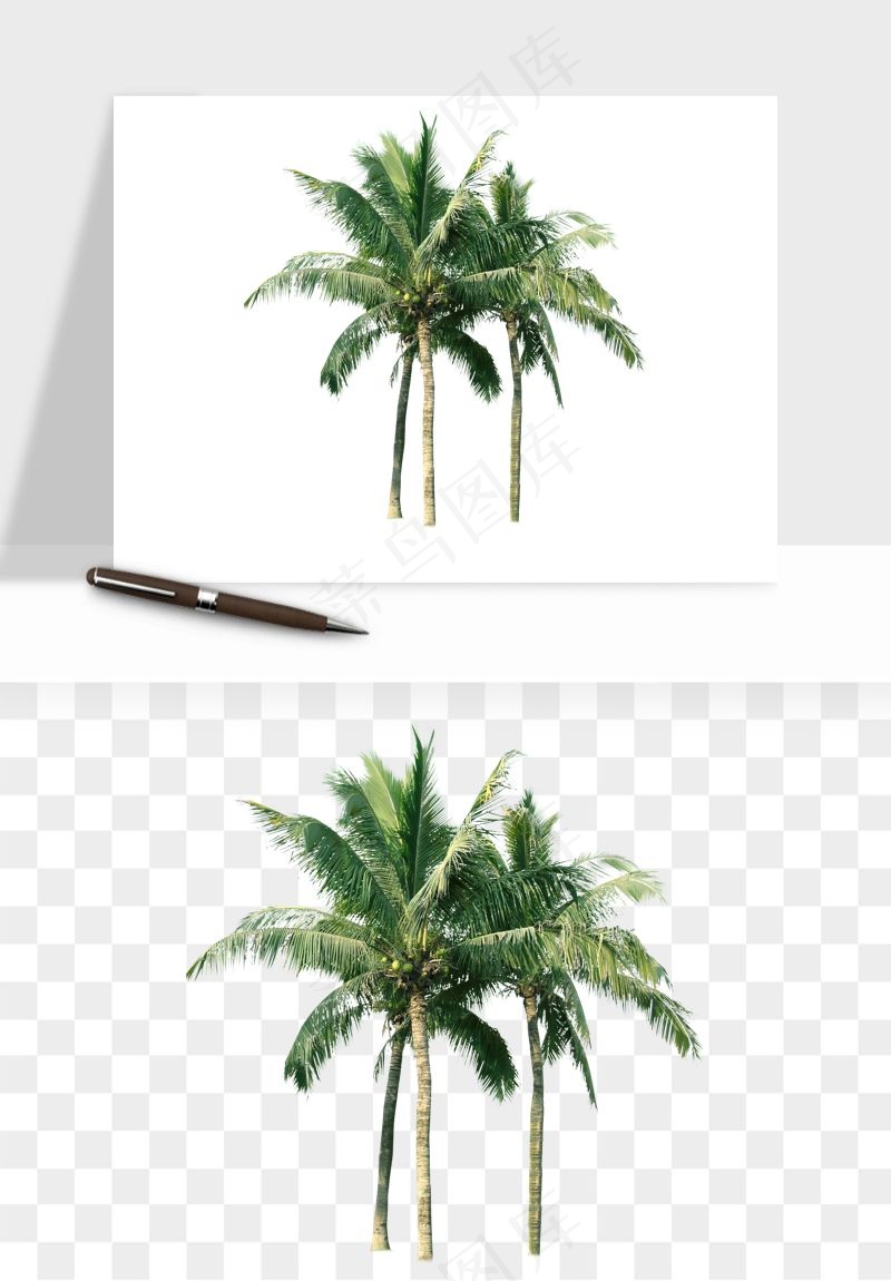 棕榈树椰树png免抠
