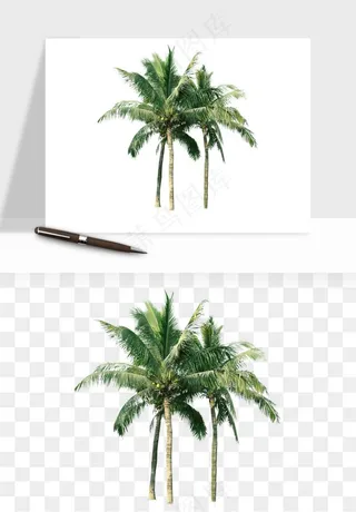 棕榈树椰树png免抠