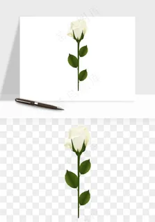 白玫瑰花枝花束png免抠