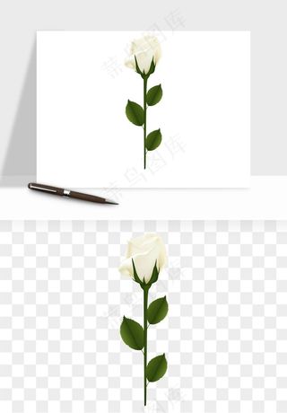 白玫瑰花枝花束png免抠